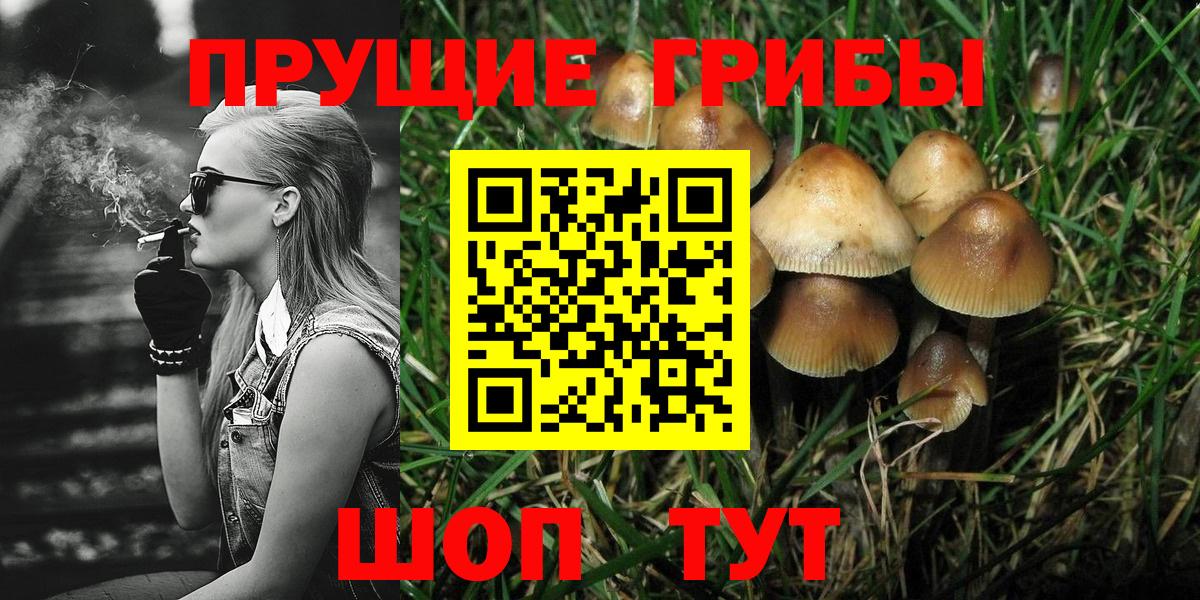 Кировск  Псилоцибиновые грибы мухоморы  Вход с VPN 